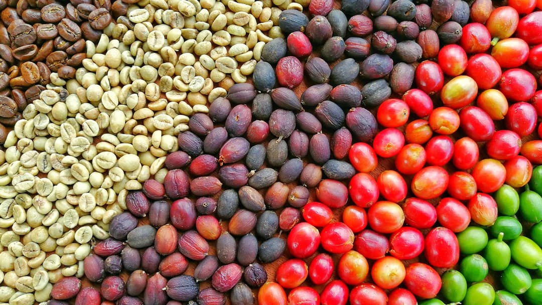 Variedades de café